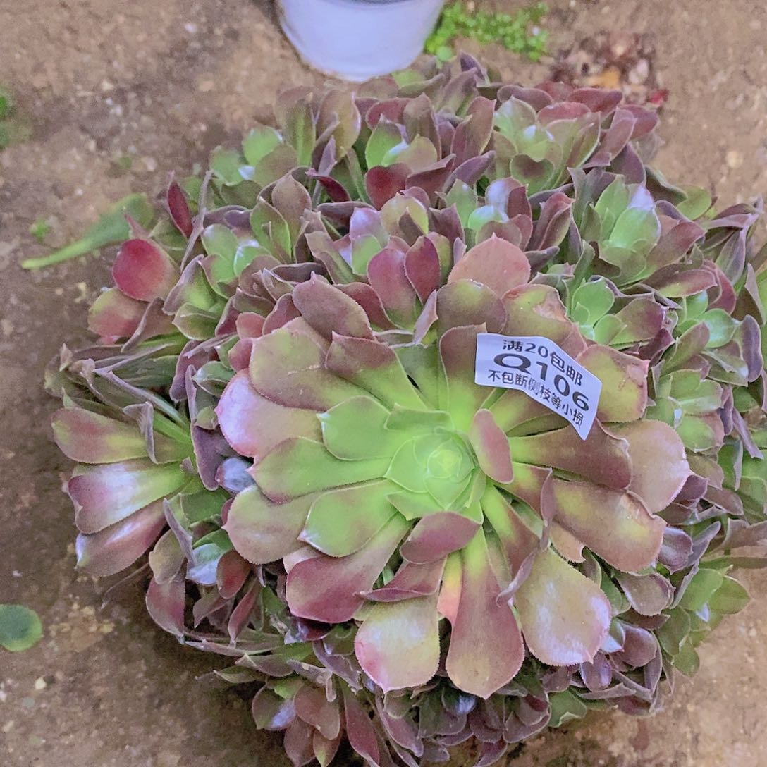 106绍羞多肉法师锦玫瑰呢法师