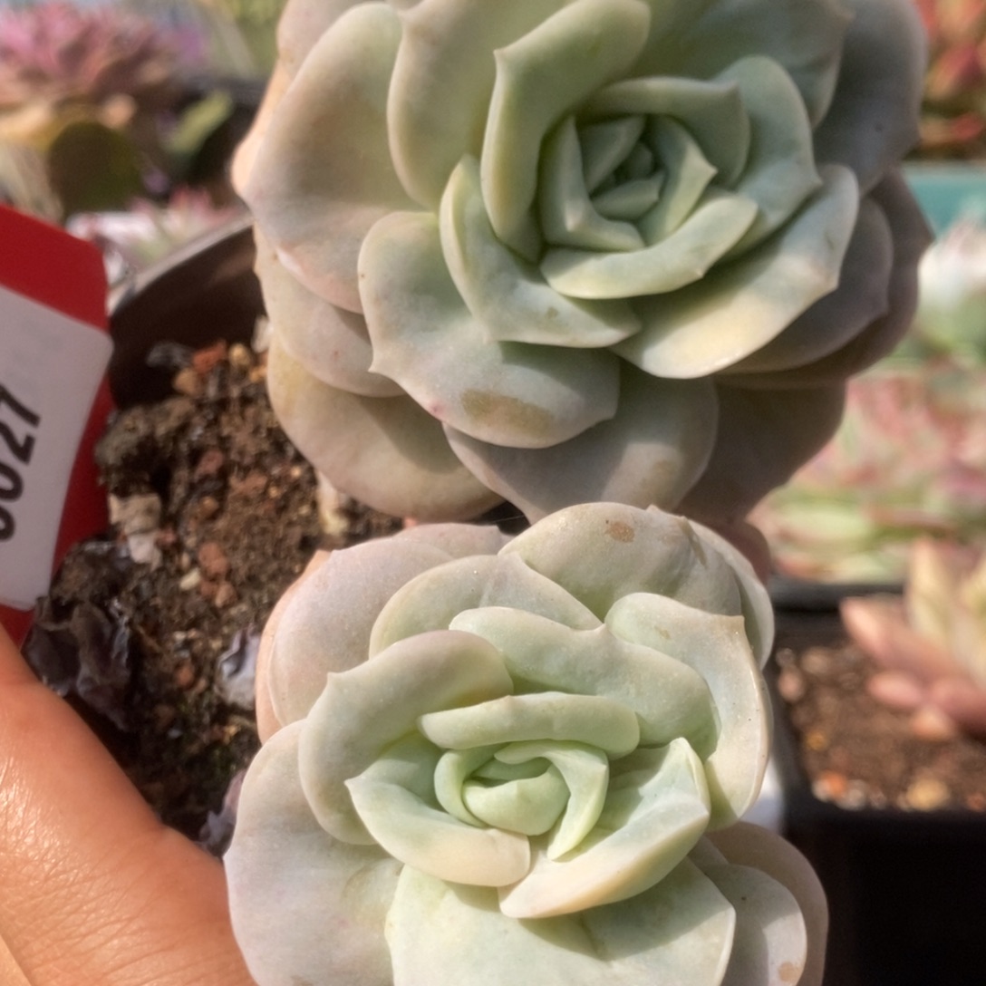 027可爱玫瑰锦锦锦锦锦锦锦
