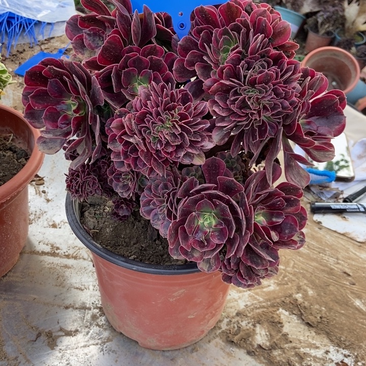 让***好H138美杜莎美杜莎