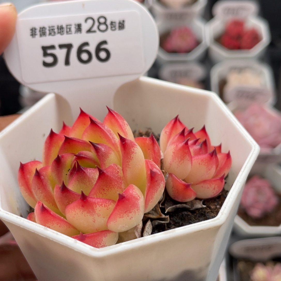 月亮石5766-6.0厘米