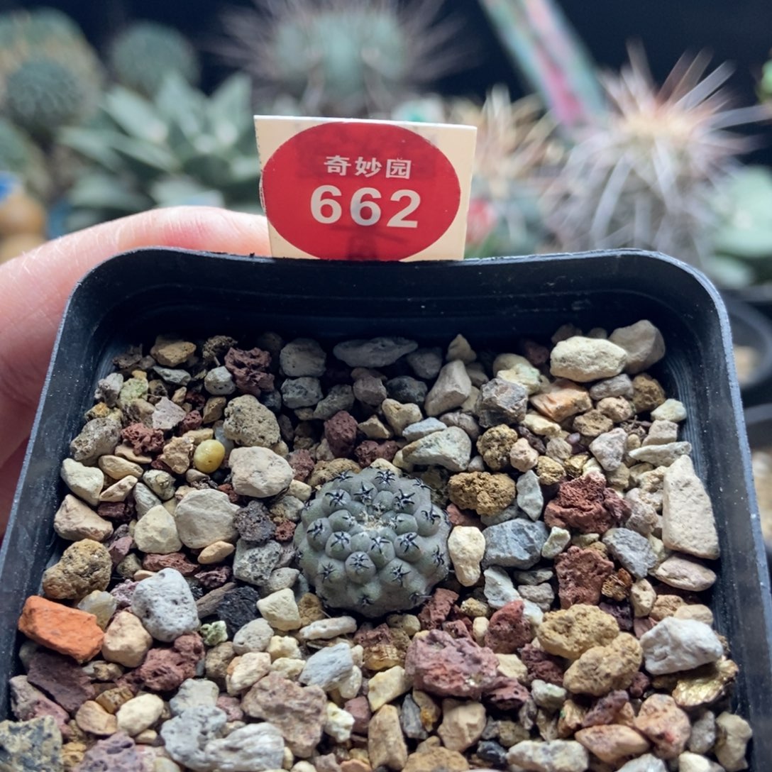 实生白肌豹头1.6cm