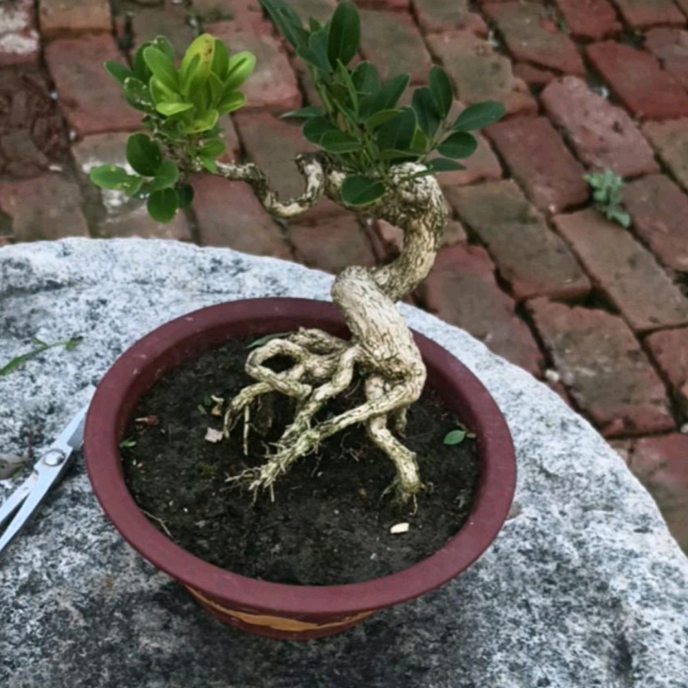 小叶榕树室内阳台盆栽四季好养的植物花卉绿植盆景