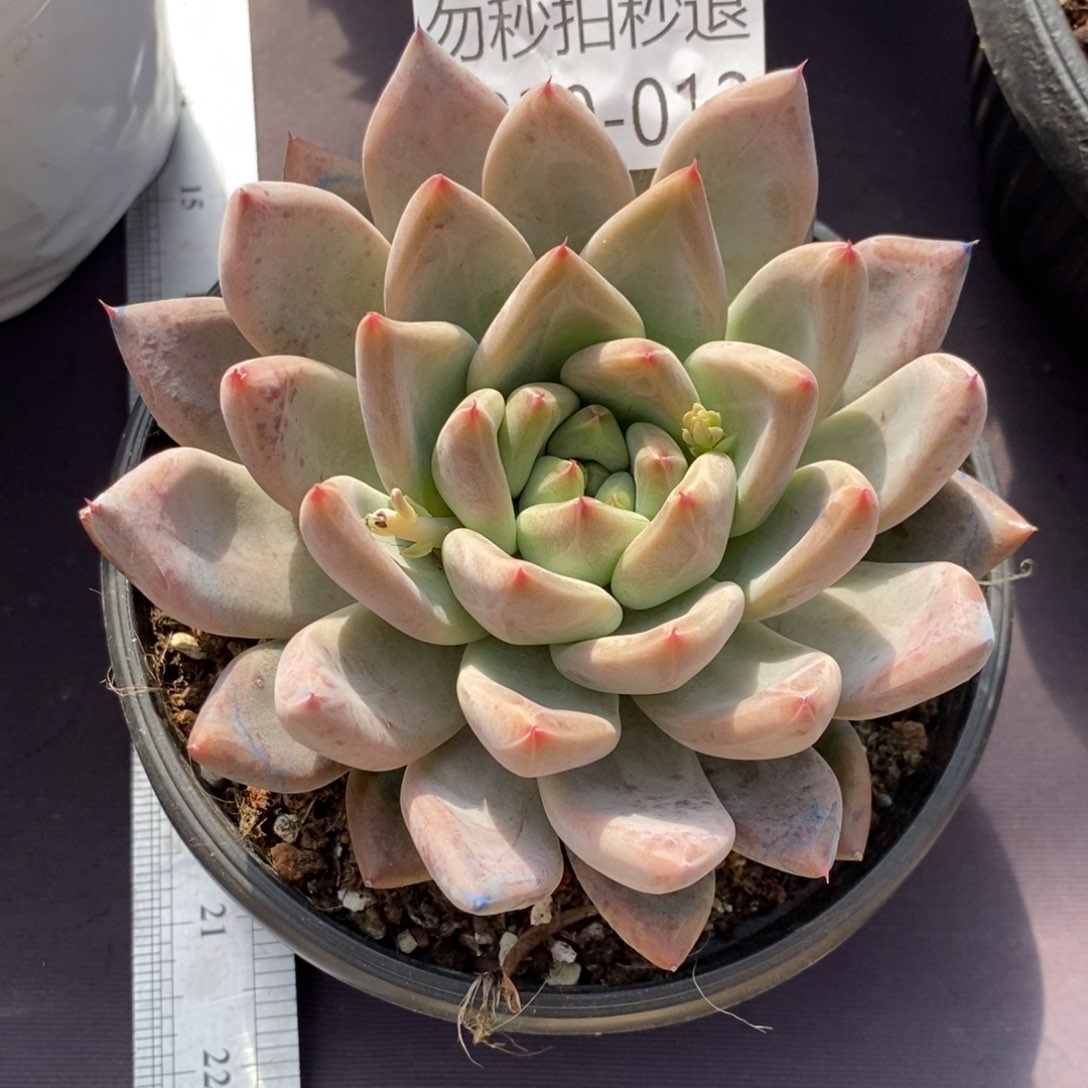 尧*尧两单包邮1230-12婚戒