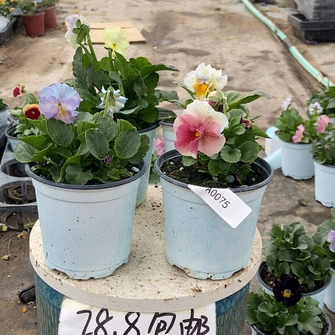 大部分花苞少量开放75