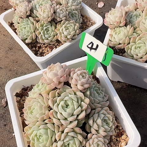 41粉叶影带盆一个多肉