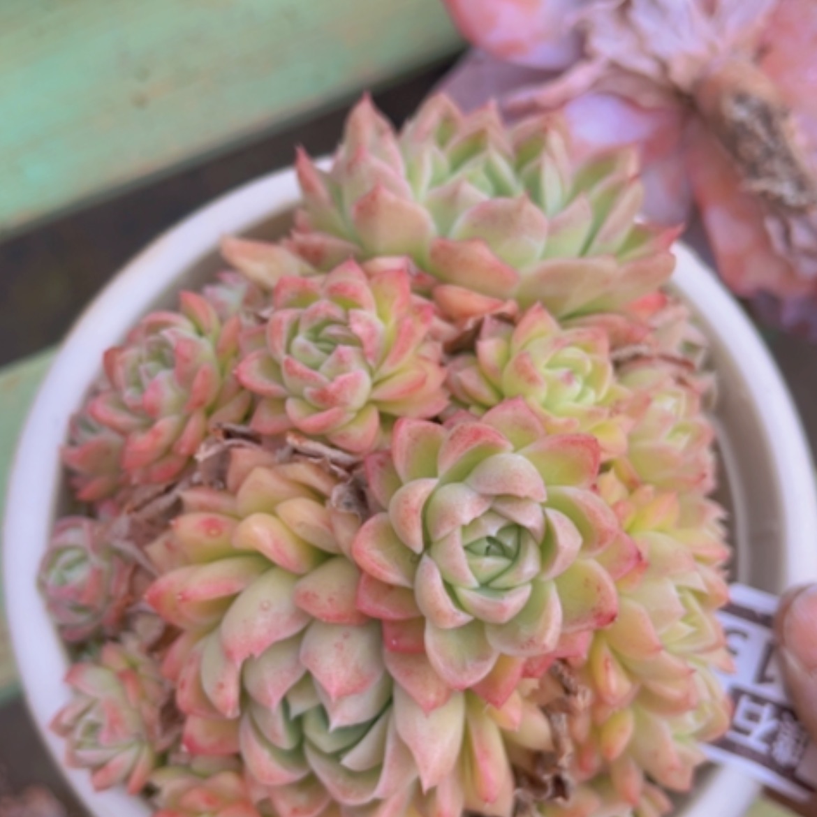 【闪购商品】玲珑珍妮15213