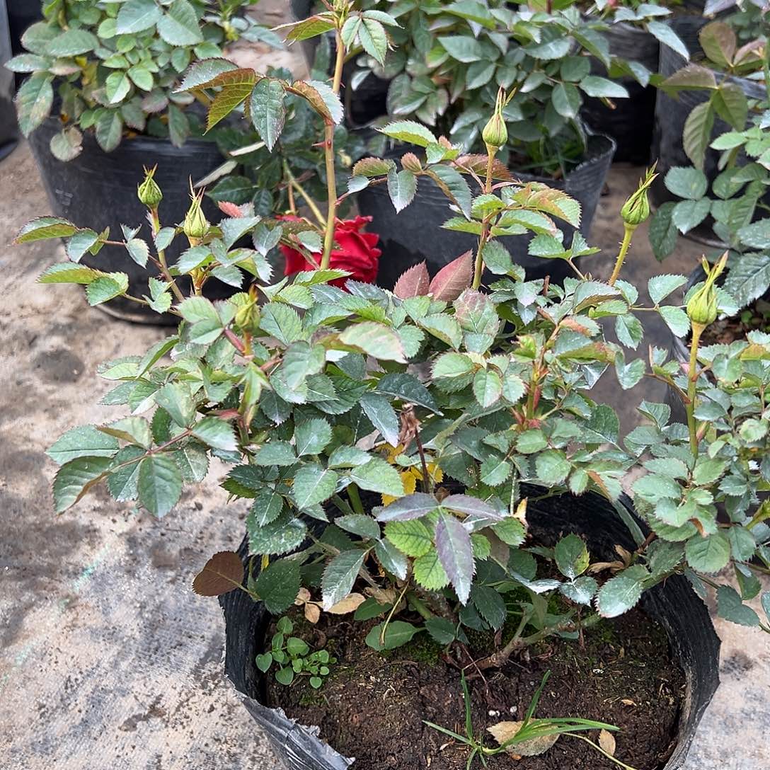 当前无花栽培后可以开花