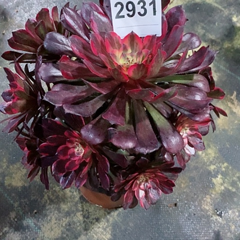 红陶香**荷2931烟花4多肉