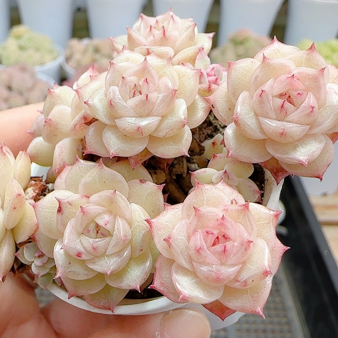 1227-13（优选麦秆）