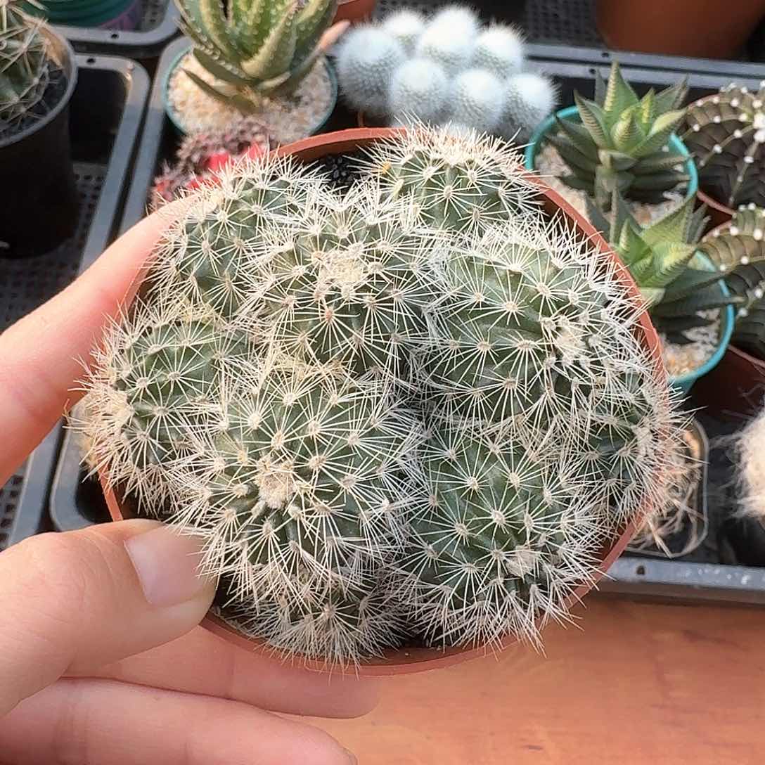 花杯虾仙人球123