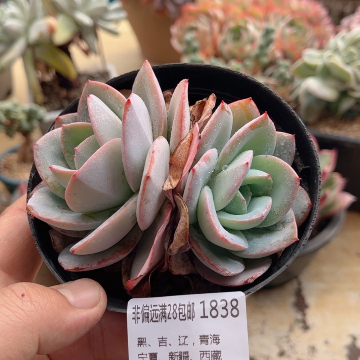 【闪购商品】1838布鲁蓝