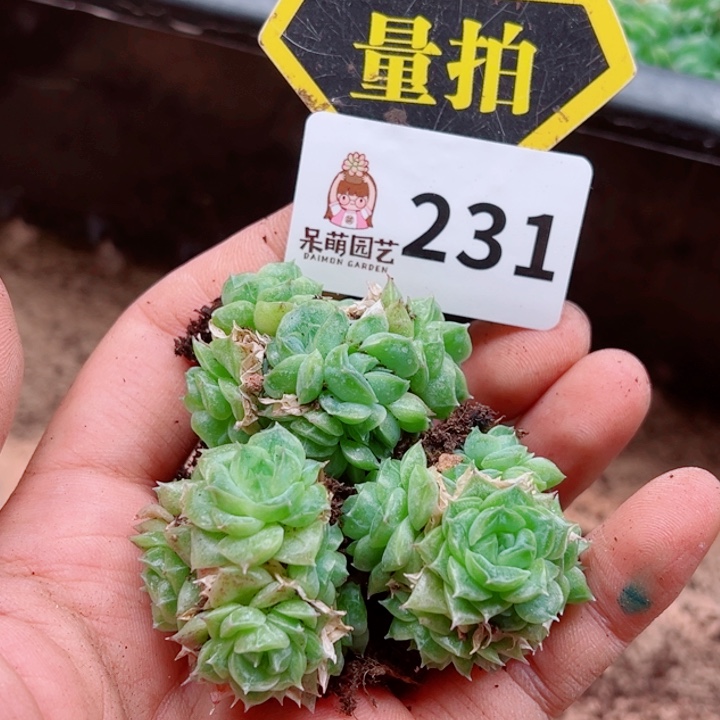 多肉植物多肉植物