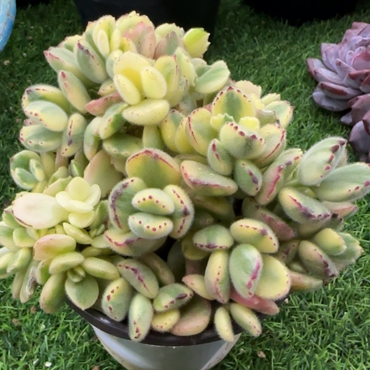 白熊群多肉植物的