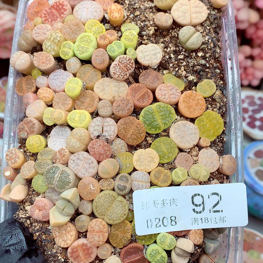 生石花满18包邮8-92