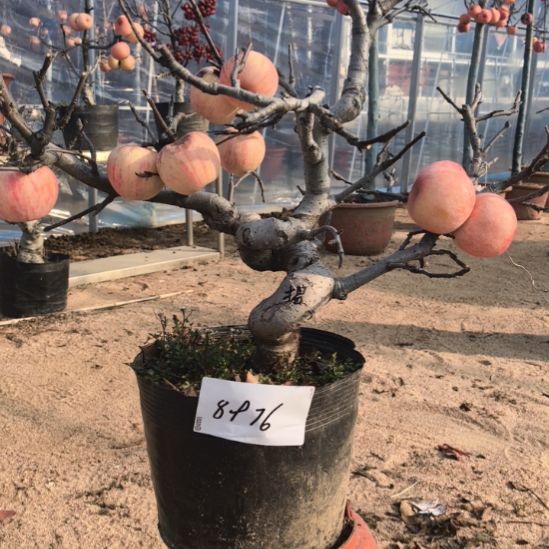 无花朵游龙苹果盆景