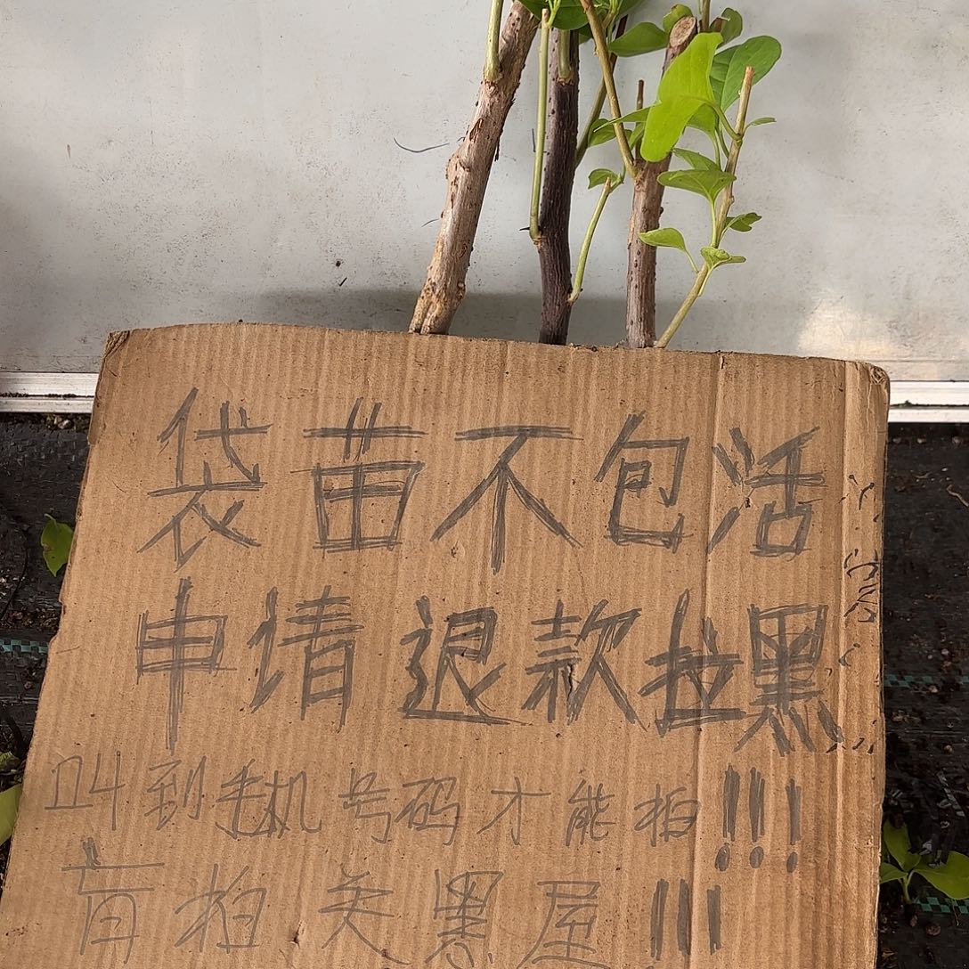 心***犀当前无花栽培后可以开花袋苗盲盒三颗