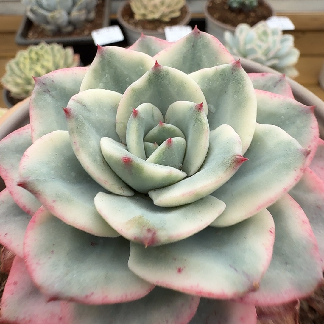 奶油黄桃11103-126