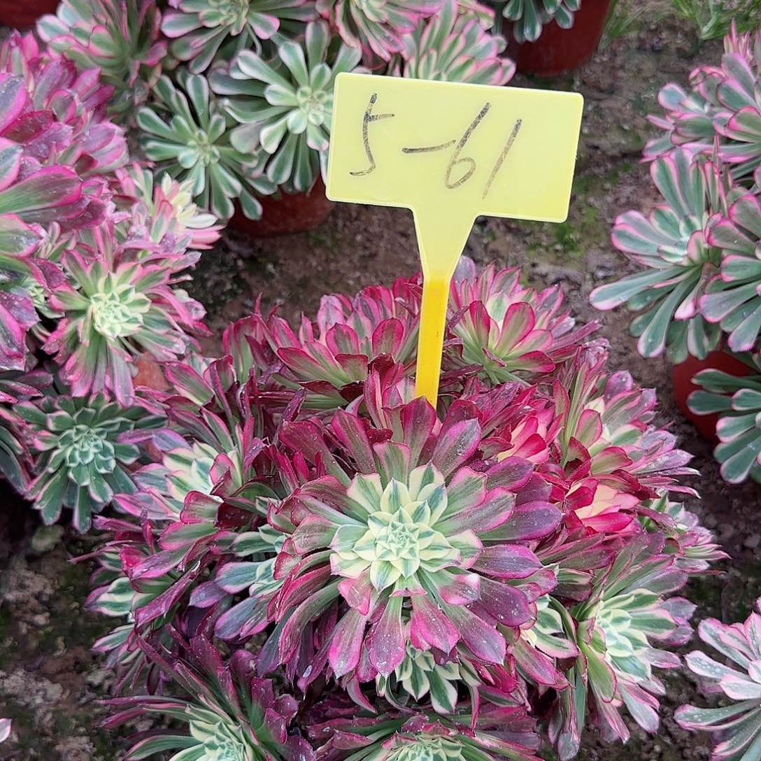 5-61+--多头多肉植物