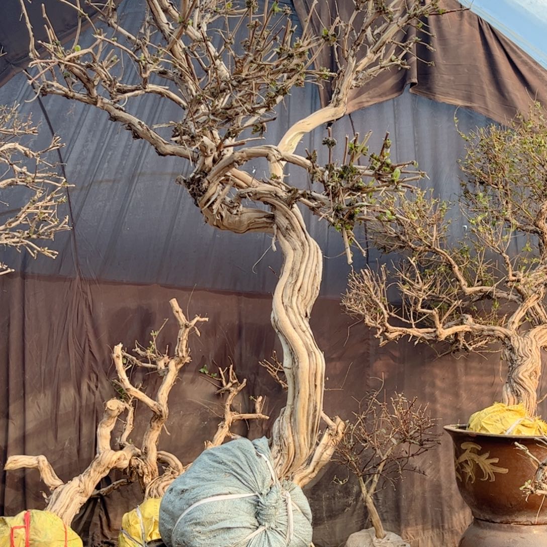 海***j全部花朵金银花88888