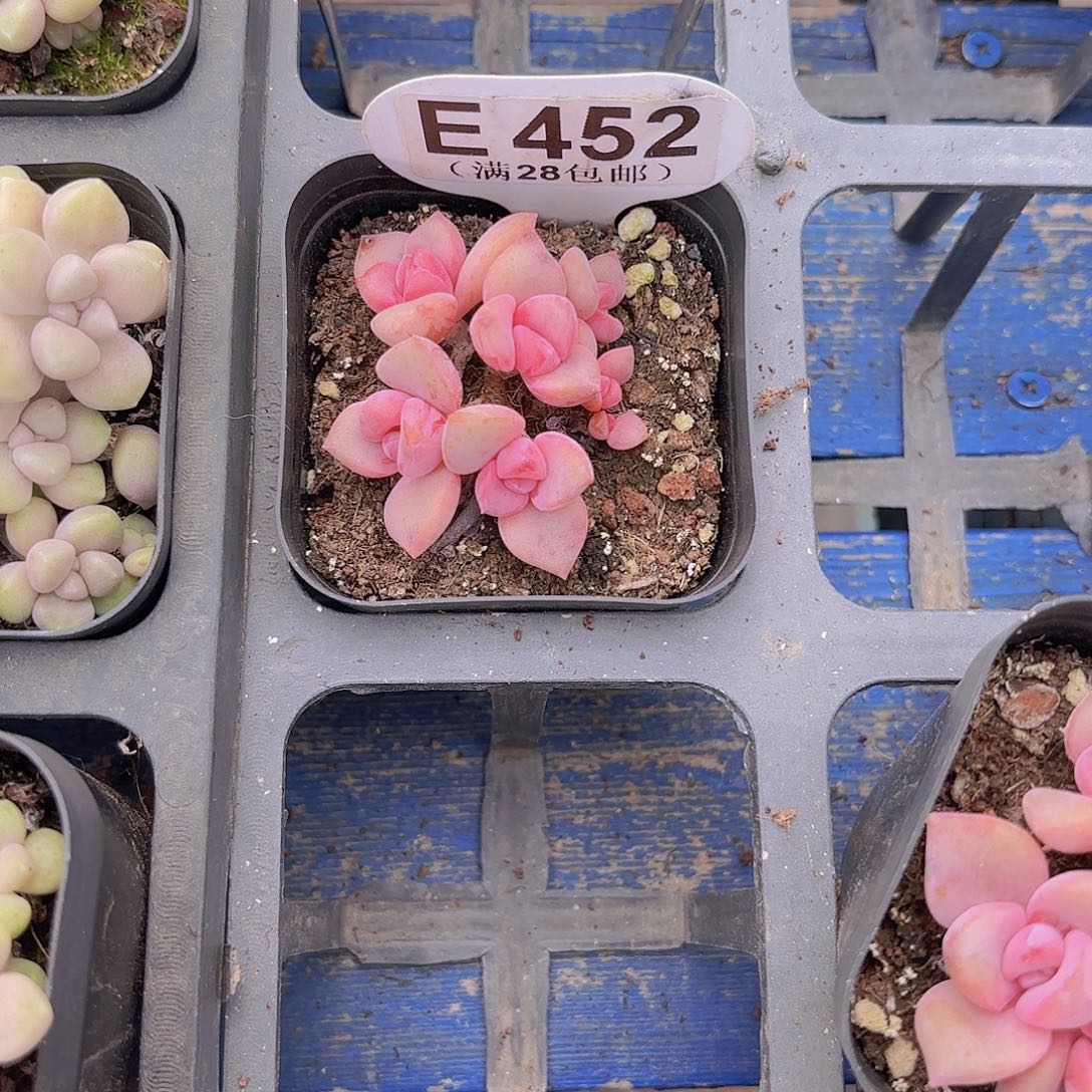 E452彩虹糖一物一拍