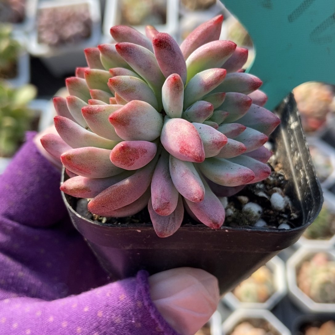 516蓝苹果锦多肉植物保护