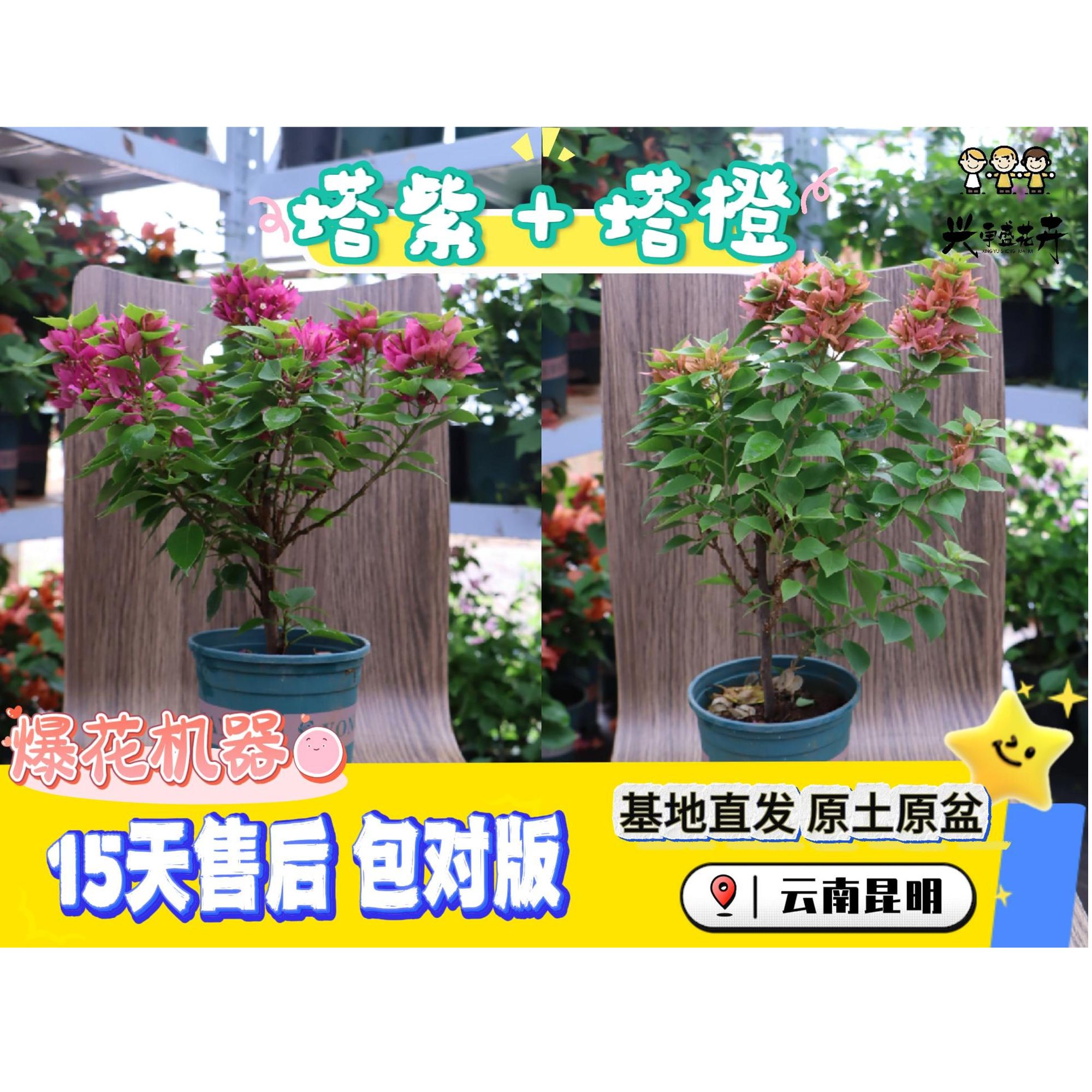 【塔紫+塔橙0.5加仑】双盆组合皮实耐造观赏三角梅