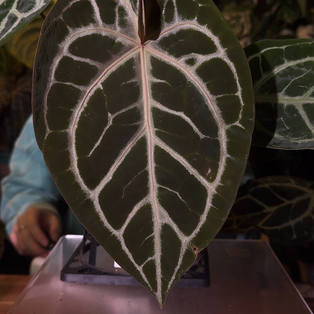 不开花植物B106skg银红轻微叶损无售后