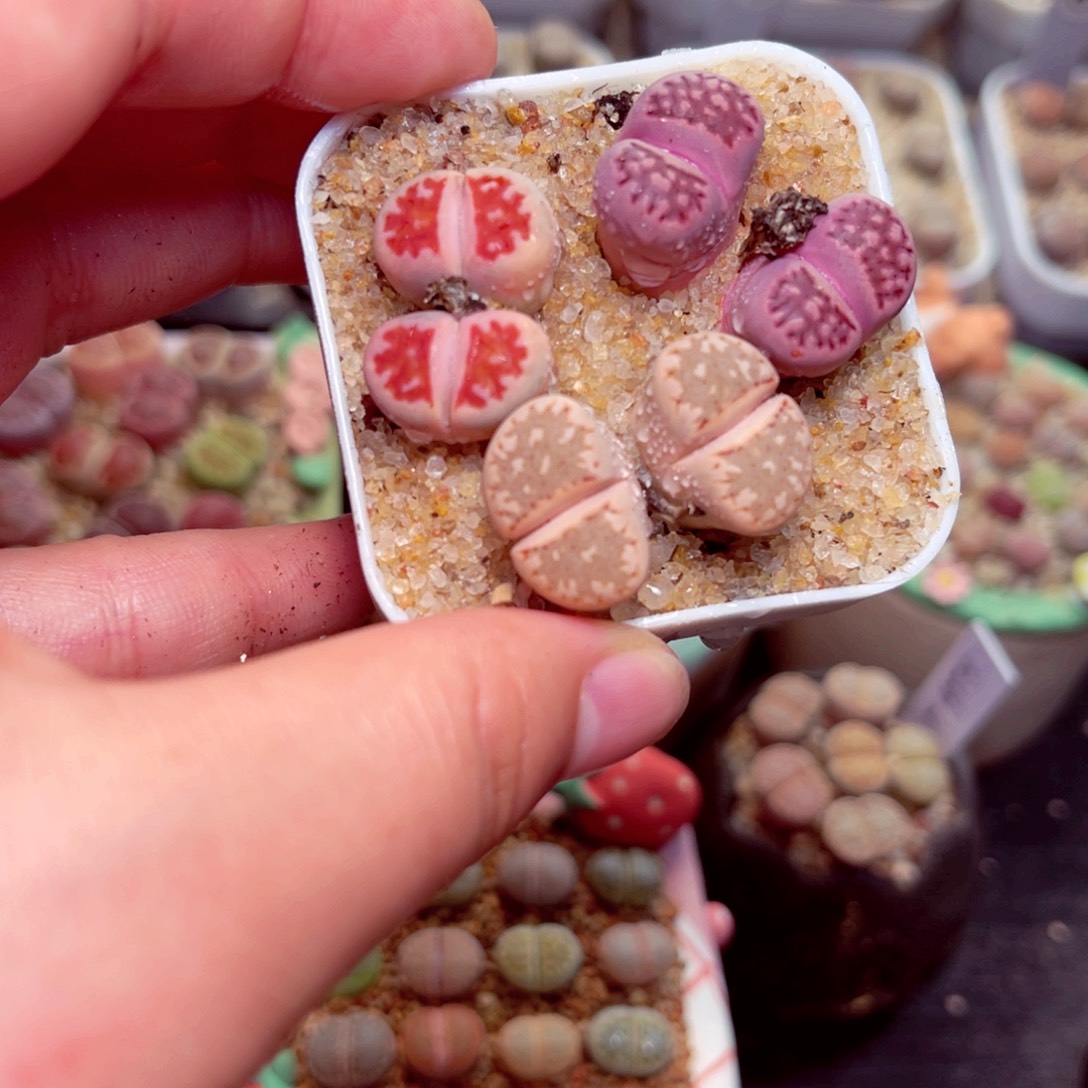 221号带盆盆包邮发货