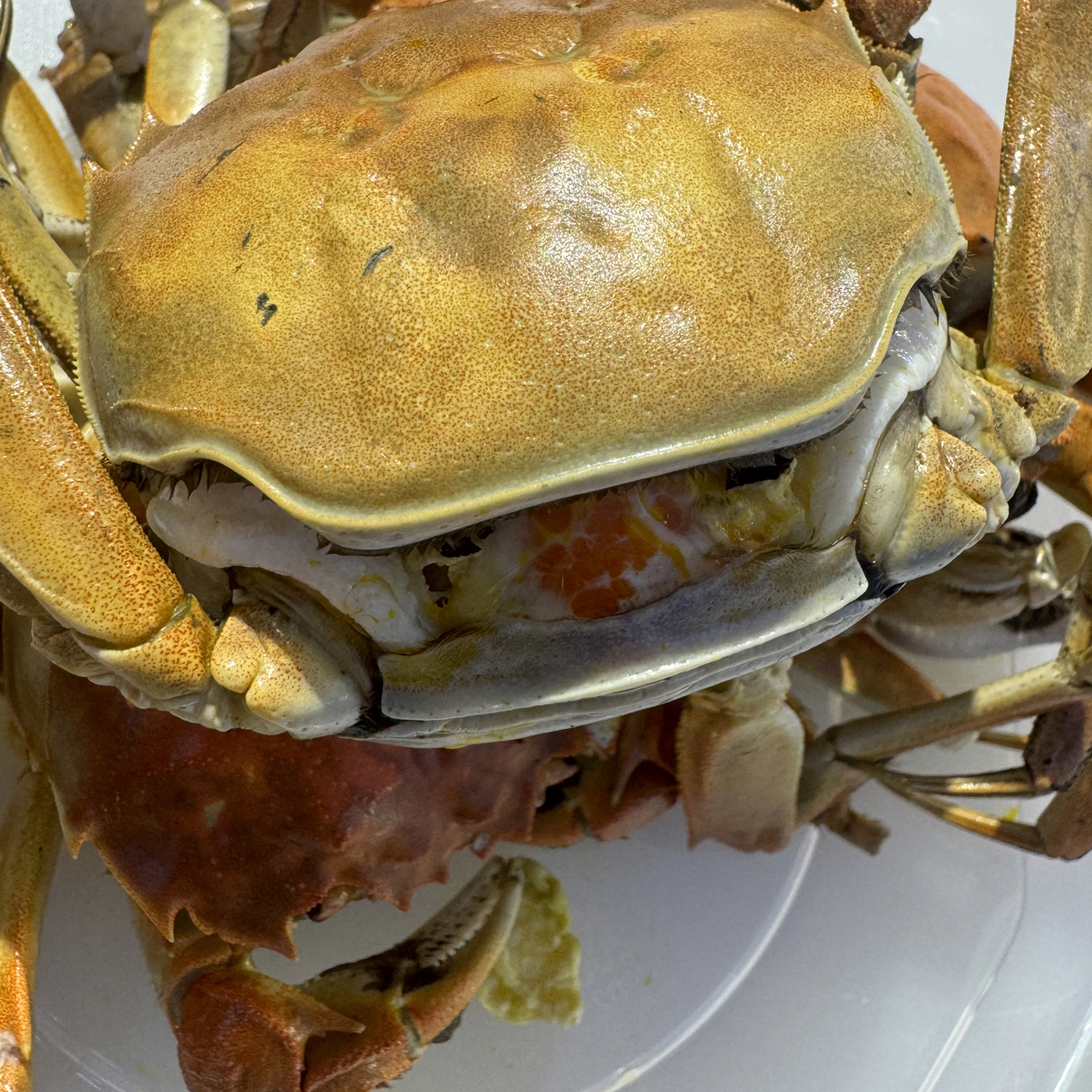 【小时达】盘锦河蟹母蟹2.5两左右1斤