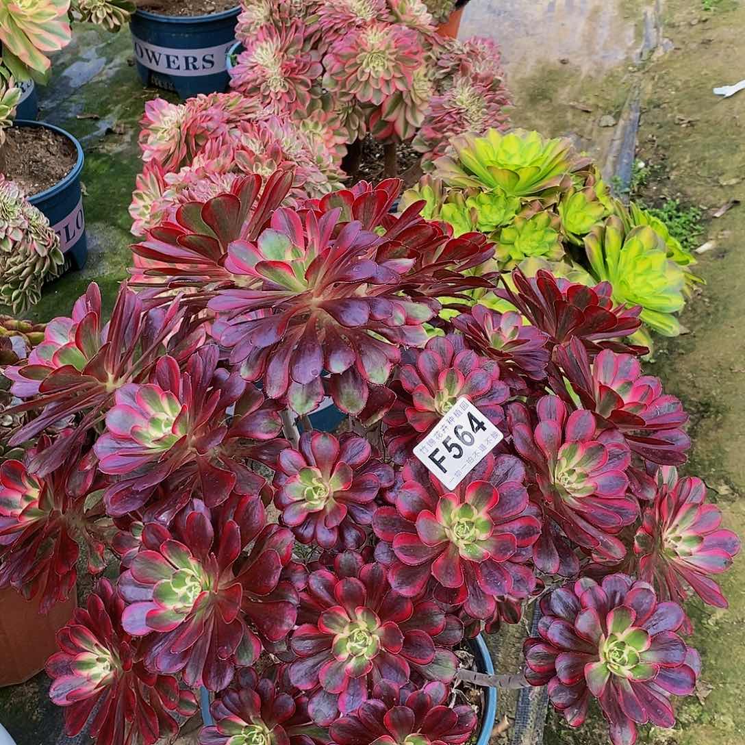 564断枝福利丽娜锦一棵