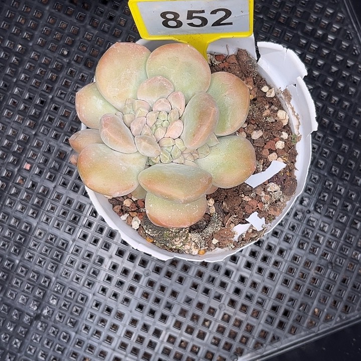 放***念多肉植物芒果冰852