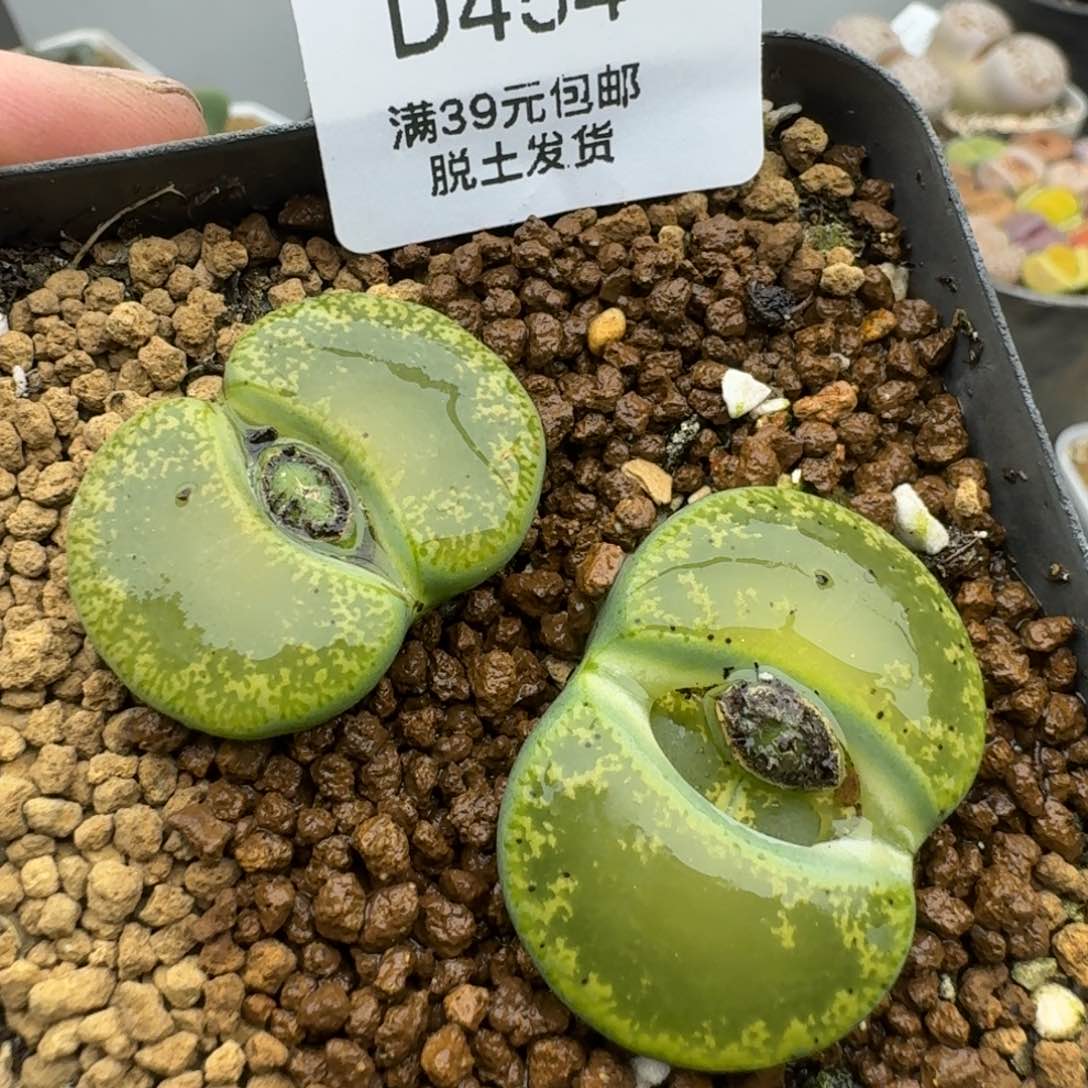 454多肉哈哈哈哈哈哈哈哈