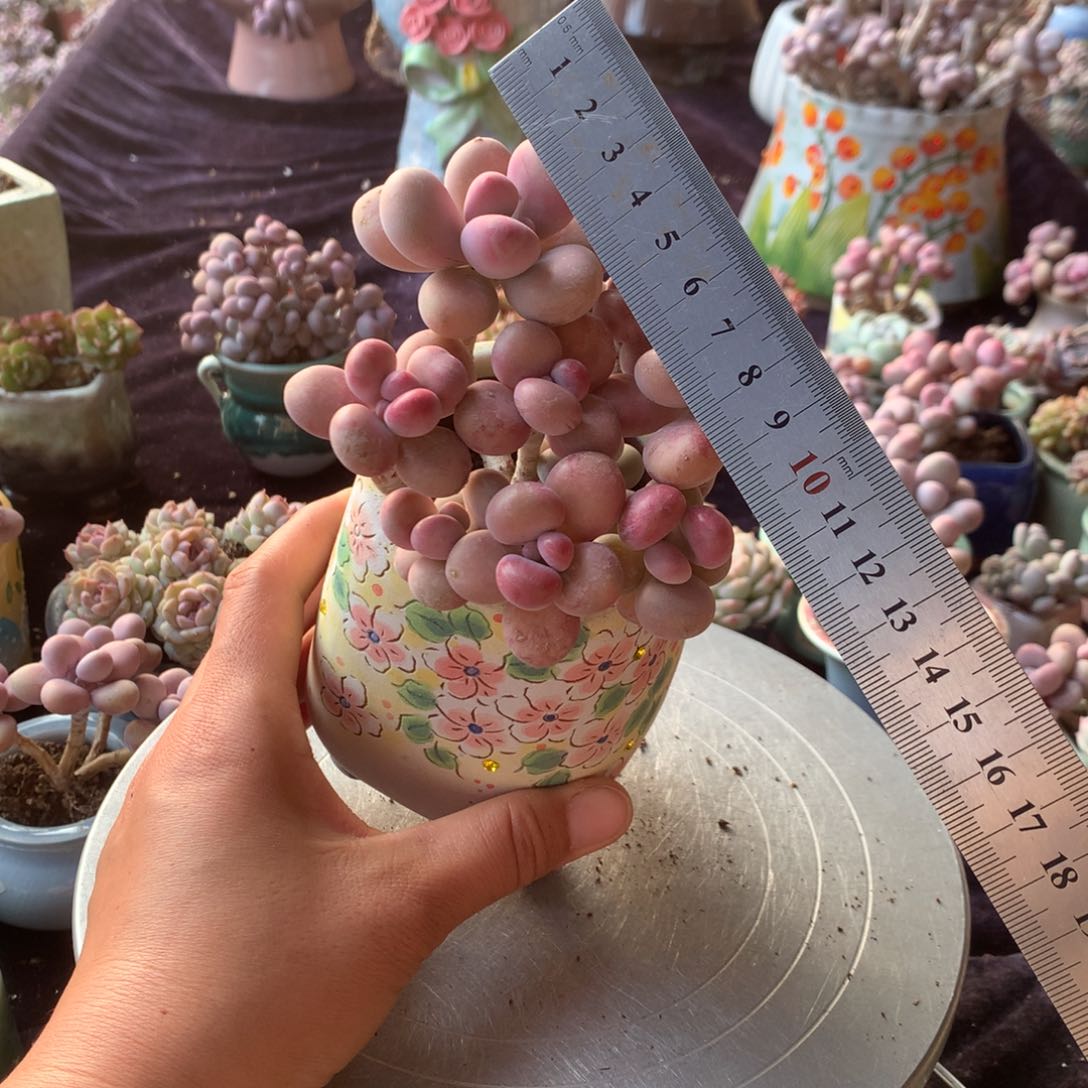 90号不带盆偏远的不包邮的