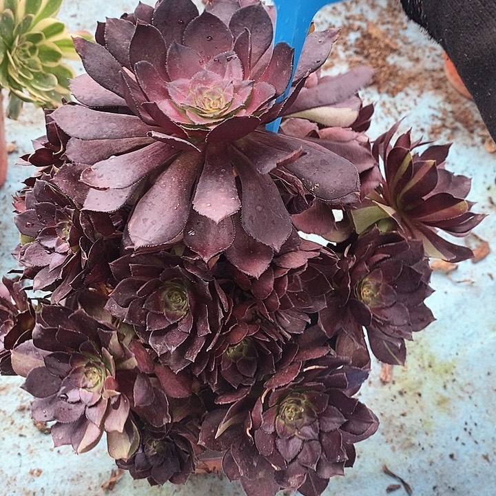 130 一颗荷兰红玫瑰法师