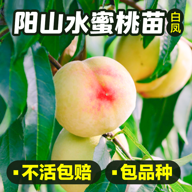 白凤 正宗无锡阳山水蜜桃苗 南北桃苗嫁接 品种齐全盆栽地栽