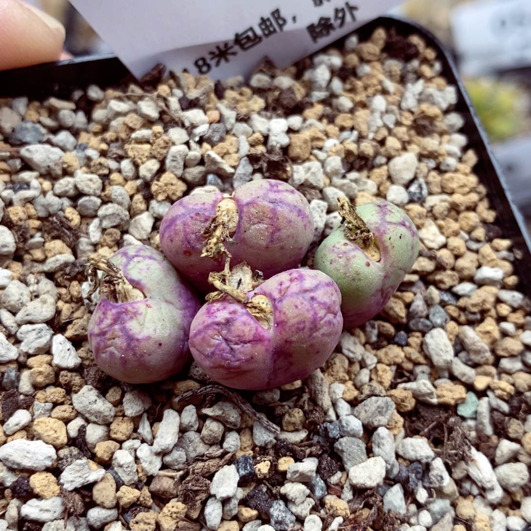 我的小姐姐们都是我的072