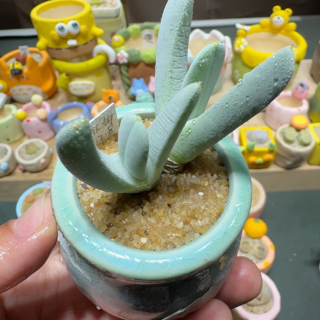 红陶蘑菇688虾钳