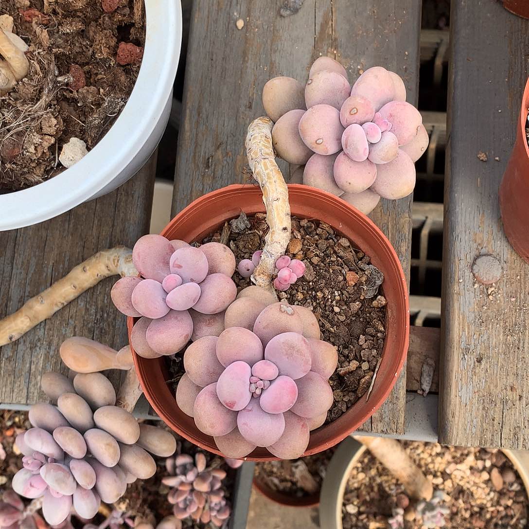 圆叶桃蛋一物一拍微瑕