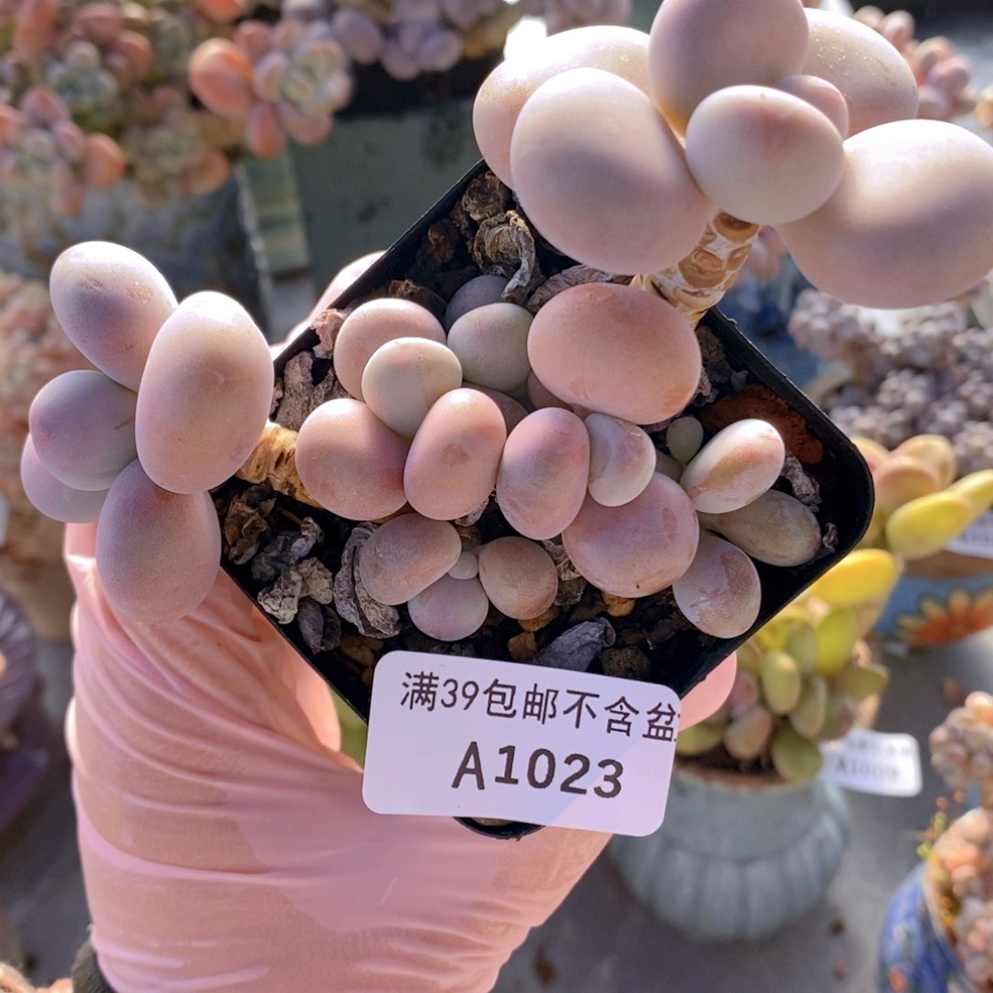 腰子桃蛋7cm1023多肉植物