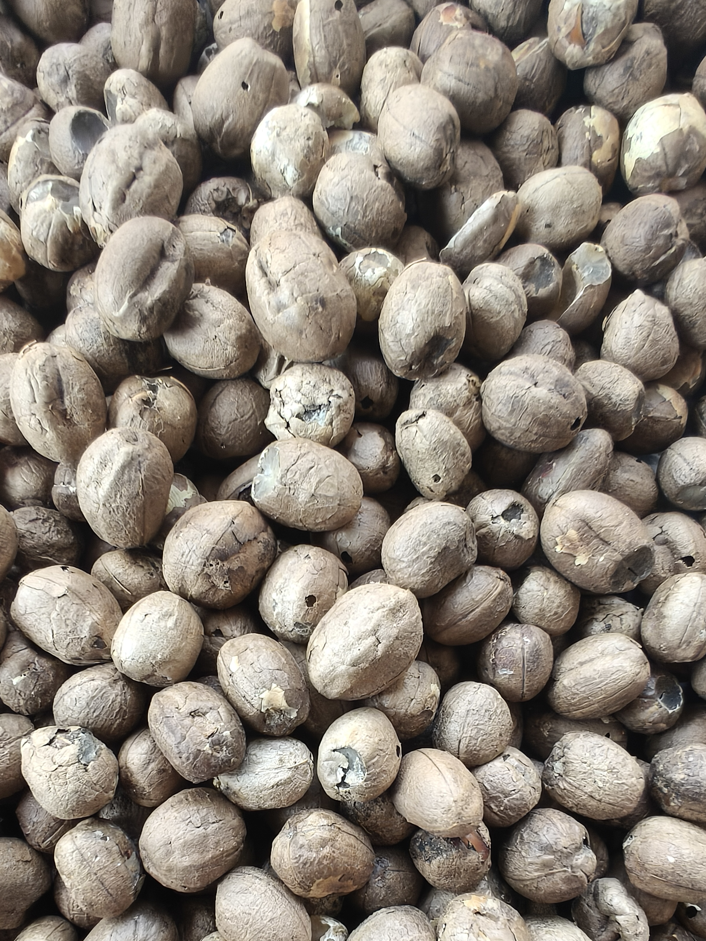 大仙甄选土特产竹米