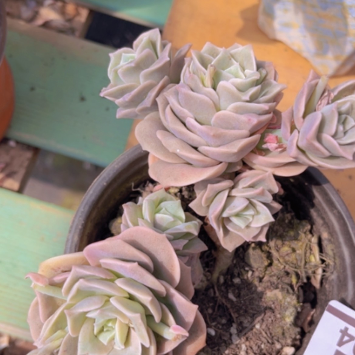 【闪购商品】可爱玫瑰6头1794