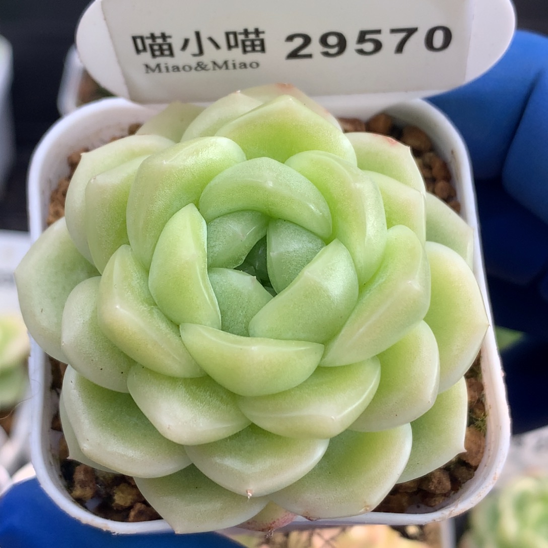 多肉植物杂交珍妮