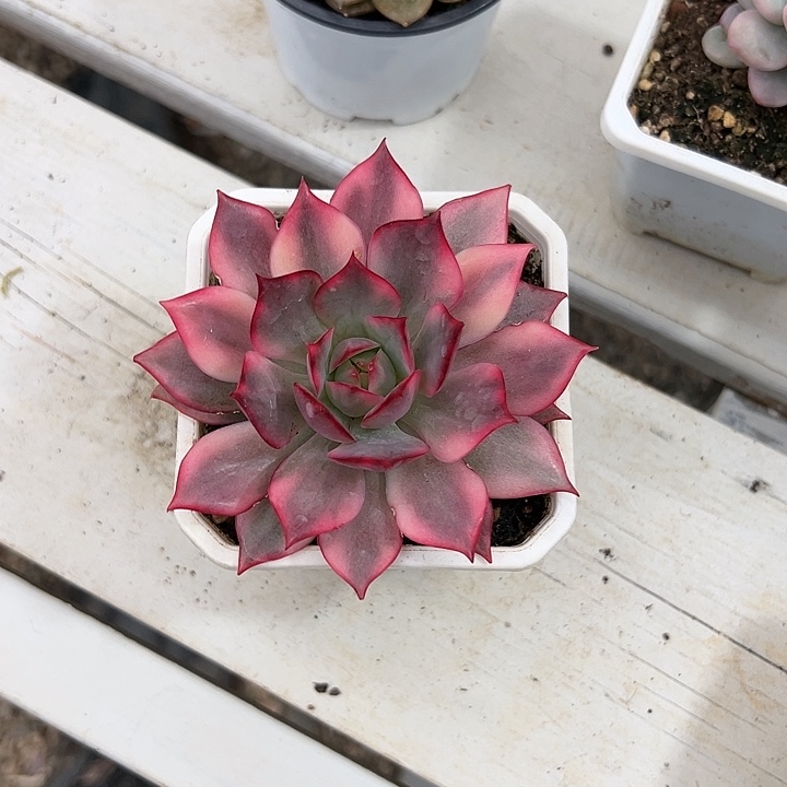 宝莲灯锦多肉植物单头