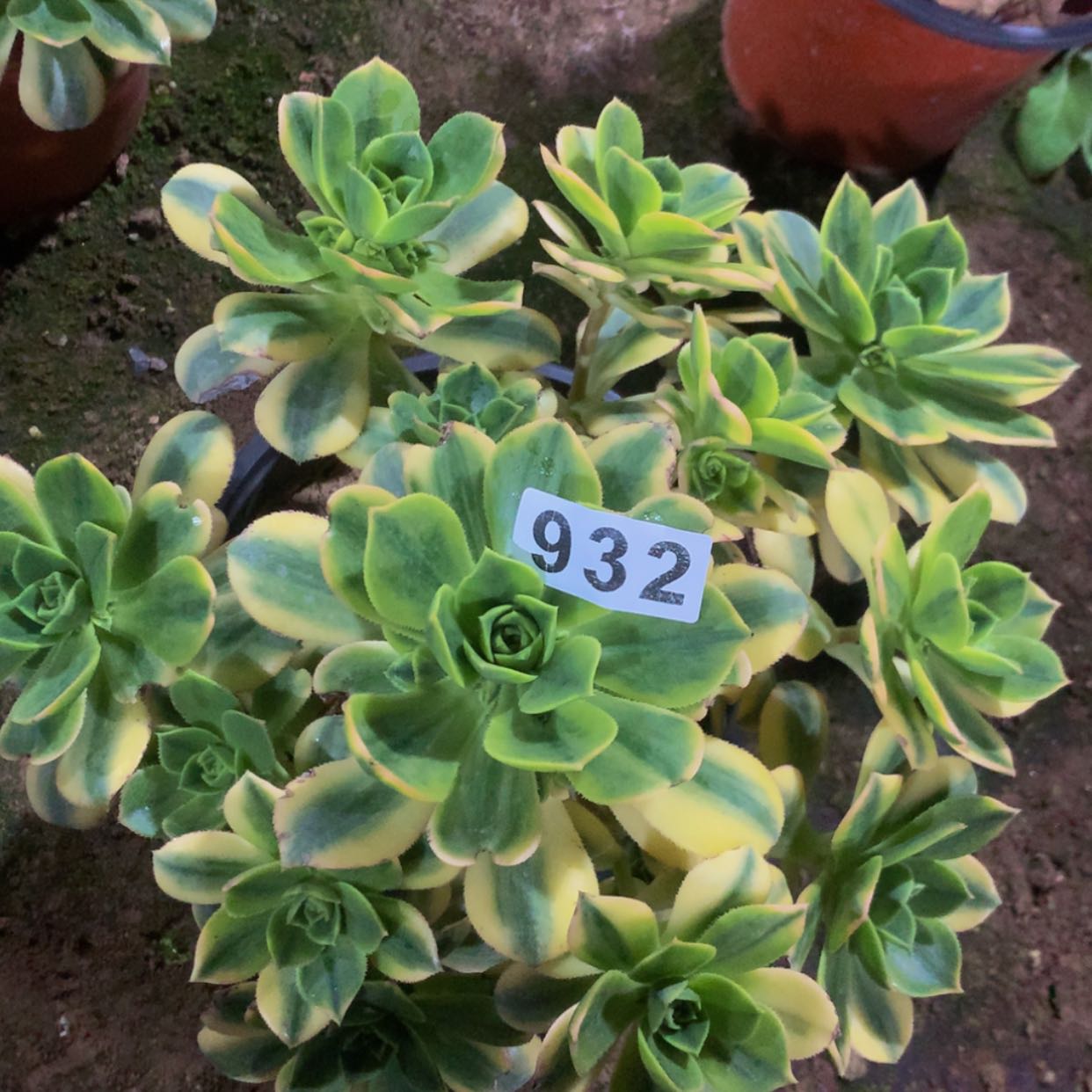 【闪购商品】932星爆多肉