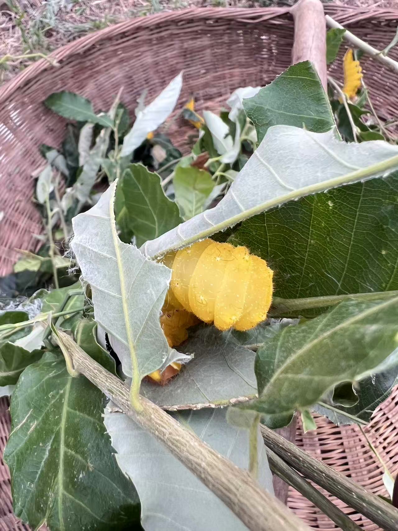 河南伏牛山新鲜活春蚕柞蚕金色山蚕一化蚕苗拉窝蚕茧里蚕