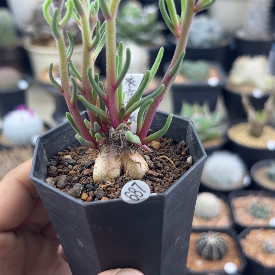 淡青霜黄花一物一拍687