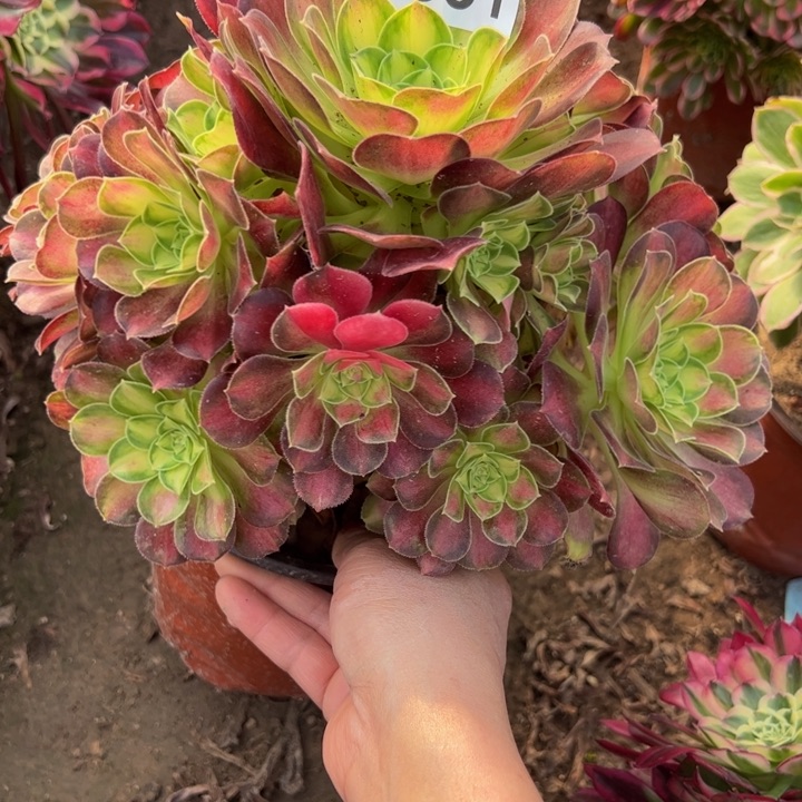 4631韶华多肉植物