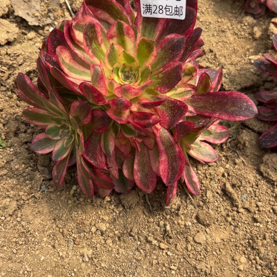 275多肉     倾城             