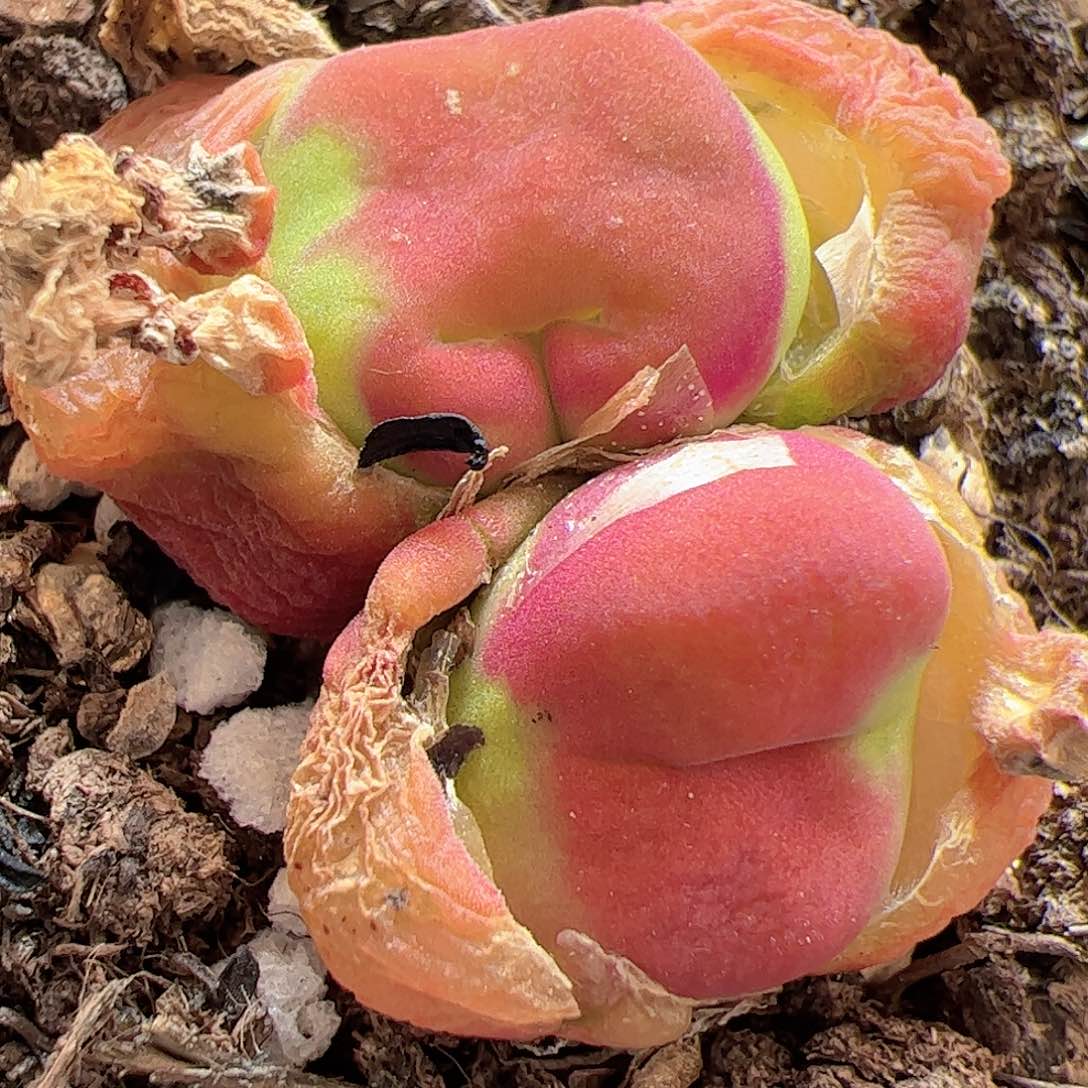 【闪购商品】305 水蜜桃