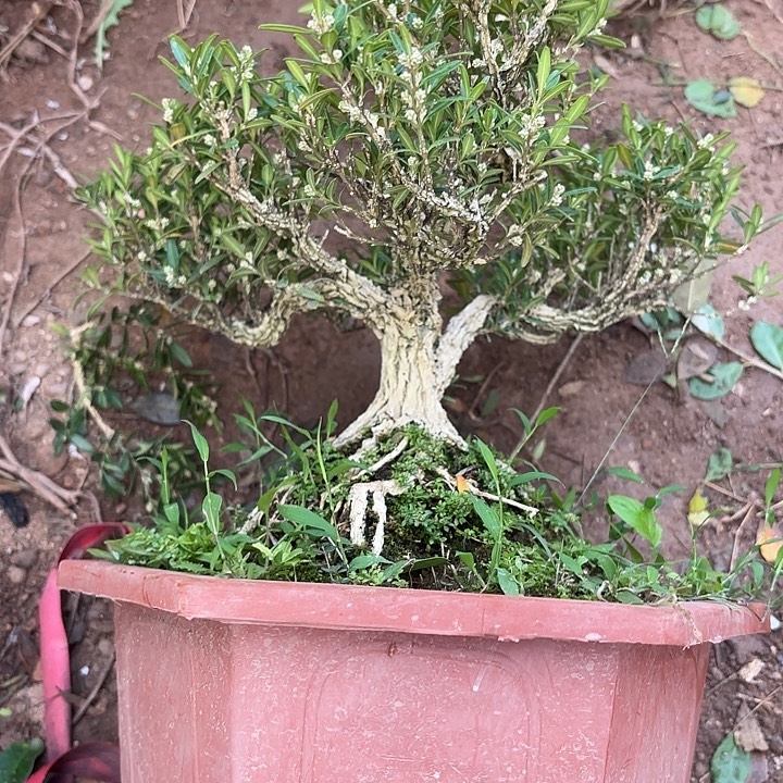 潮***哥无花朵带土球发货